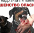 Внимание! Бешенство опасно - Газета Сельский труженик